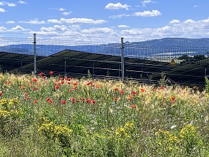 auch außerhalb der Umzäunung ein Blumenmeer